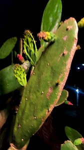 Umdolofiya Out Now On YouTube https://youtu.be/9Shfbb7_cew?si=8n0gZm2v6urYKUP6 | Abangani Bethu