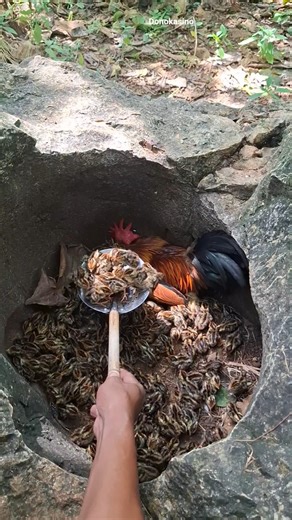 waaww anakan ayam y di serok pakai saringan penggorengan #fypシ #nature #videoshort