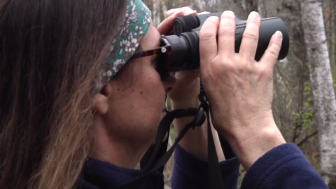 Visitors from the south; spring migration season comes with a peak in birding