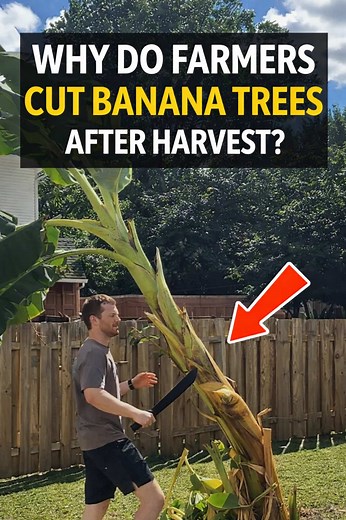 Why Farmers Cut Banana Trees After Harvest