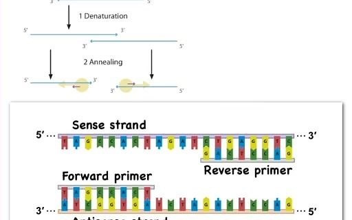 【转需】考研必备之聚合酶链式反应-Polymerase Chain Reaction（PCR）