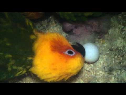 Sunday Conures Egg Ready To Hatch...