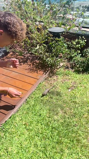 #crocodile #lizard #huge #hungry #fresh #meat # carnivor #fun #fyp@Melvin Myhre