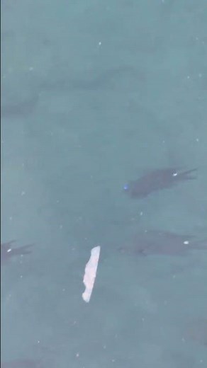 【知ってた。 】ウミホタルは微生物じゃない。 その正体は「〇〇」だった。 幻想的に青く輝く仕組みを徹底解説。
