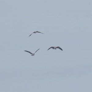 Matt McCormick and Brady Davis load up for a 3-day road trip chasing mid-season Canada geese across Montana. With word that a pocket of birds has arrived, the crew heads out to find them. Along the way they share insights on edge hides, decoy setups, and calling tactics. But Montana’s unpredictable weather throws a big curveball. | MeatEater