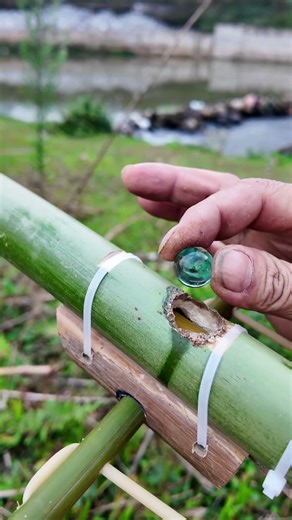 DIY Bamboo Marble Launcher + Balloon Test #Bamboo #DIY #BambooCraft