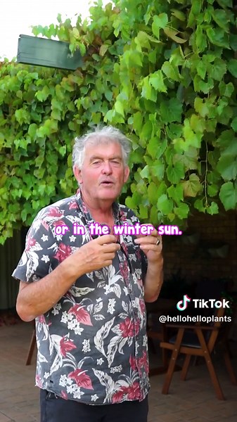 The Ornamental Grape Vine is a visually striking climbing plant valued for its ornamental foliage.🍁 Shop Ornamental Grape Vine 👇 https://www.thetutuguru.com.au/shop/vitis-ornamental-grape-vine-6-pot/ #hellohelloplants #ornamental #plants #plantlovers #grapevine #gardendesign #melbourne