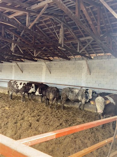 Exploring Angus Cattle in Modern Agriculture