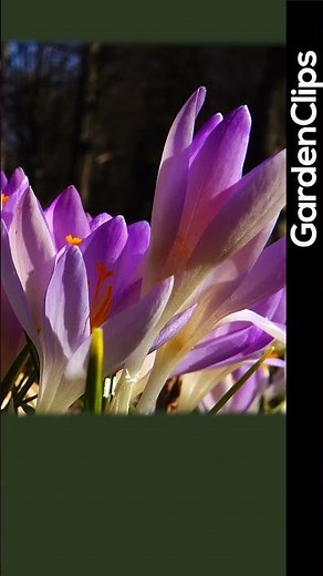 How to Squirrel Proof Your Crocus #gardentips #crocus #gardenclips