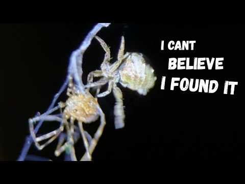 This TINY Spider is Like No Other
