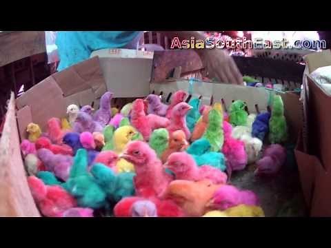 Multi-Colored Chicks For Sale