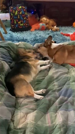 CORGIS PLAY FIGHTING IS THE CUTEST!!!
