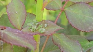 Green aphids on roses. Aphidoidea. Pests damage the plant and spread disease.