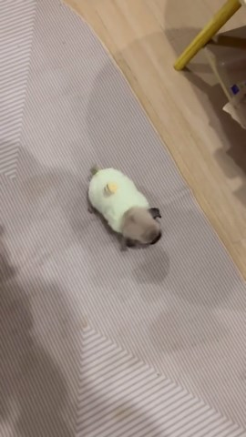 まん丸いポッチャリちゃん#パグ#いぬのいる生活#愛犬#おすすめ#dogtok | パグ 赤ちゃん