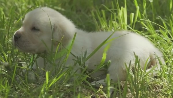 10 Reasons Why It's Important to Insure Your Pet