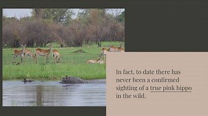 Are pink hippos rare?