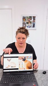 Siamese cat vs. Siamese cat - what's the difference? Dr. Karyn investigates! 🔍 Get the full scoop on Catster.com! 💜 #catster #cats #Catbreeds #siamesecat #thaicat #catparents #catfacts | Catster