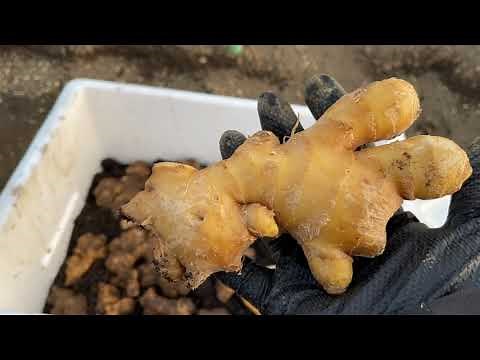 Ginger (Zingiber officinale) - How to grow ginger leaves - Grow a lot in a small field 20/3/21