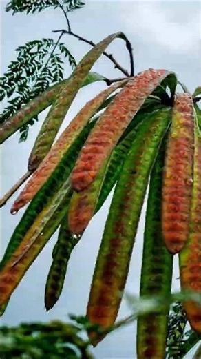 River Tamarind: This Common Tree Is More Valuable Than You Think! #shorts #plants #farming