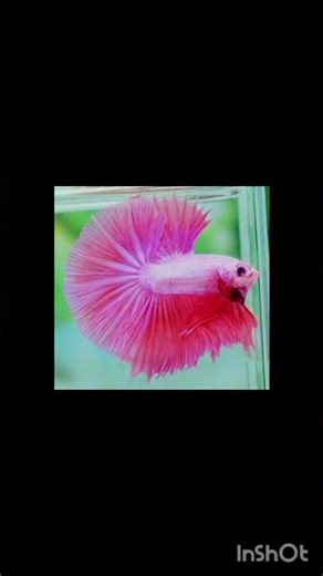 fighter fish colours