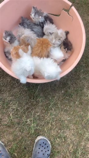 #persiancat #himalayancat #ragdoll | Babbar Cattery