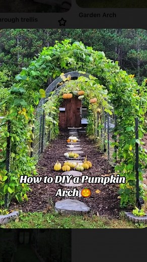 We made a pumpkin arch!! We used the 3ftx16ft hog panels and 6 rebar rods to stake it into the ground. At first I bought fencing in a roll but then quickly realized it wouldn’t be strong enough to hold up pumpkins. The 16ft panel was easy to get home, you just fold it in half and secure it. You could even roll it to get it into an SUV. Definitely a two person job👀 I planted 12 different varieties of pumpkins, squash, gourds, and cucumbers to trellis up the arch. Stay tuned!!🎃🪴 #pumpkinarch #v