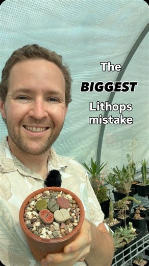 The biggest mistake people make with their Lithops... 🫣 If you want your Lithops to survive, you need to plant them into the correct soil mix. In nature, Lithops occur in arid, dry areas in between rocks, and you need to grow them in as similar as possible conditions. To accomplish this, use a gritty mix that drains well, preferable with akadama and pumice included. Do not use standard potting soil! Also, a terracotta pot is preferred to encourage aeration and extra water evaporation. 🪨 In ter