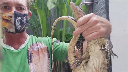Persistent monitor lizard keeps returning to pool