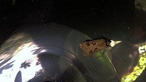 Build your own Moth Trap