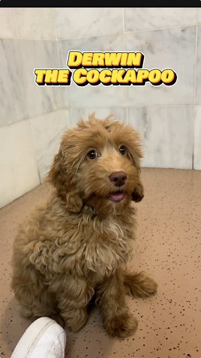 Adopt a Playful 3-Month-Old Cockapoo Puppy