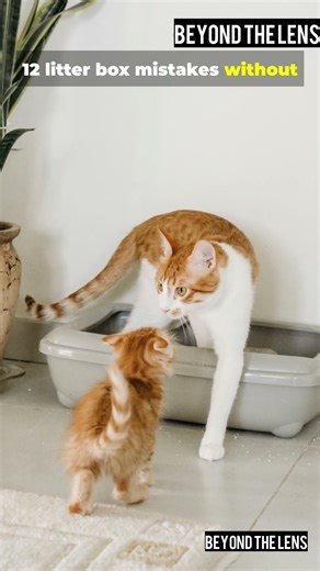 Your Cat Hates This! 😾 12 Hidden Litter Box Mistakes You’re Making