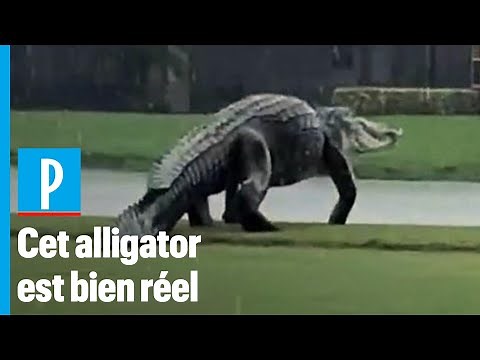 Alligator géant filmé en Floride : «Ce n’est ni un fake, ni exceptionnel»
