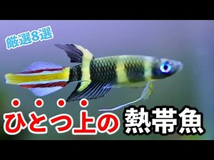 【脱・初心者】水槽が劇的に垢抜ける！「厳選」名脇役熱帯魚8選【淡水魚 アクアリウム】
