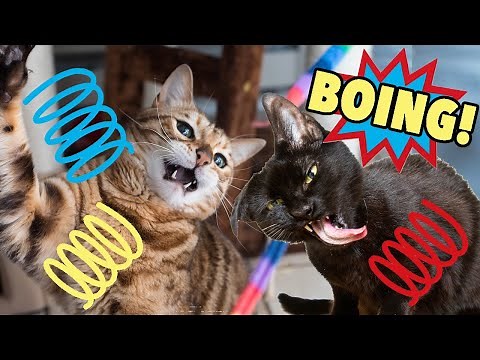BOING! Funny Bouncing Cats, Coco and Haroun!