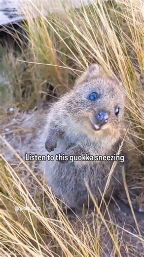 Daxon the Quokka on Instagram: "Excuse me ☺️"