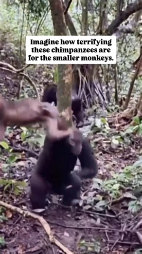 Jerry Adriko on Instagram: "Imagine how terrifying these chimpanzees are for the smaller monkeys. Fast giant monsters hunting in groups. Oh and guess what they climb too. Attack on titan but on steroids #fblifestyle"