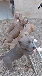 I love my American bully pocket extreme at only four months old.product bigdogs Romania kennel | Gavrilescu Big Dogs Romania