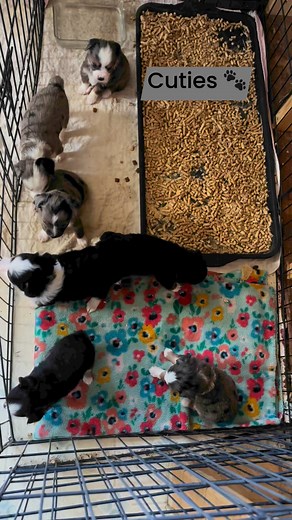 The puppies are learning to use the litter box! 3 merle boys still seeking families. 🐾 #miniaussies #toyaussiesofinstagram #miniaustralianshepherd #miniaussiepuppy #toyaussielove #aussie #dogs #toyaussiepuppies #puppies | Twisted Star Toy And Mini Aussies