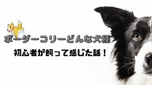 【初心者】がボーダーコリーを飼って感じた３つの苦労！実体験から教える性格や注意点！わんだブログ