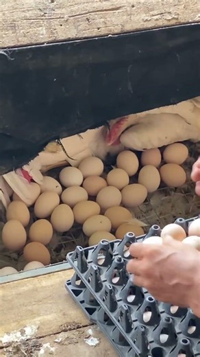#chickenfarm #chicken #freerangechickens #harvestingeggs #farming #shortvideo #egg