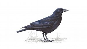 Carrion crow - Alchetron, The Free Social Encyclopedia