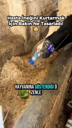 Hasta İneğini Kurtarmak İçin Bakın Ne Tasarladı! 😳