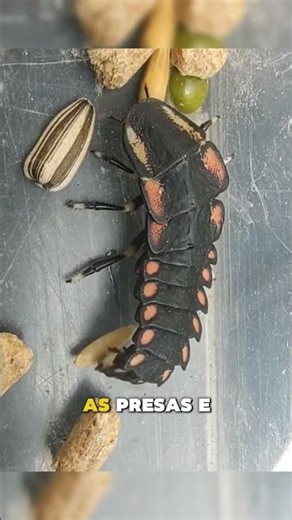 Fireflies were MONSTERS before they got wings #facts #shorts #nature