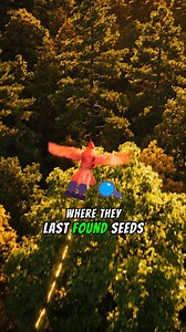 14K views · 976 reactions | The Cardinal’s Memory Map . . . #Cardinals #redbird #Cardinalbird #CardinalMoment #CardinalLove #CardinalBeauty #CardinalSpirit | Cardinal lovar community | Facebook