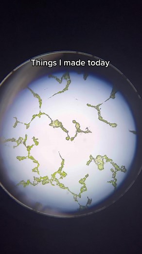 Creating Bacterial Animals Through Bioart