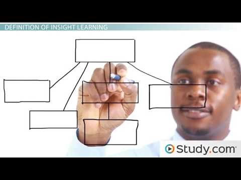 Insight Learning Wolfgang Kohler Theory, Definition Examples Video Lesson Transcript Stud