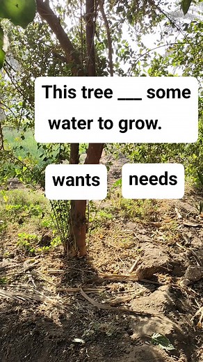 28K views · 2.9K reactions | This tree ___ some water to grow. | Learn English with us | Facebook