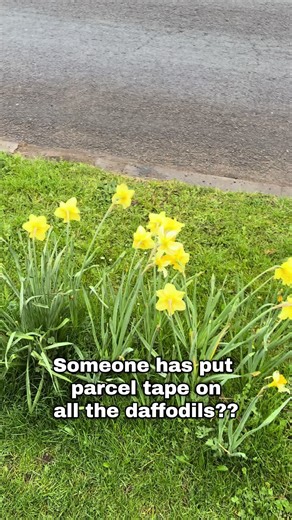 The Daffodil Bandit: A Springtime Mystery