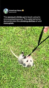 OPOSSUM NATURAL CLIMBING INSTINCT