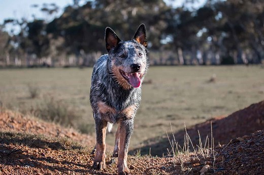 Blue Heeler Pitbull Mix: A Guide On This Mighty Crossbreed